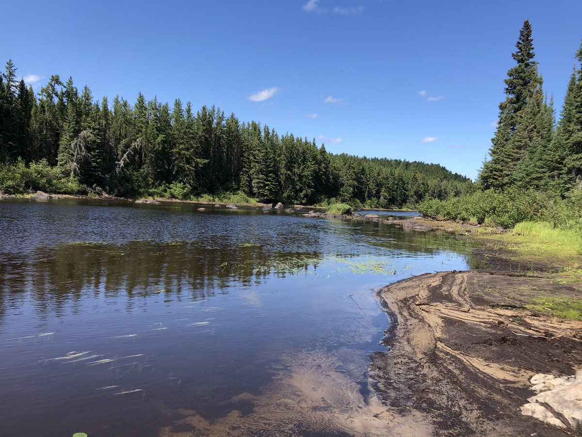 a forest on the edge of a blue river, on a blue sky
