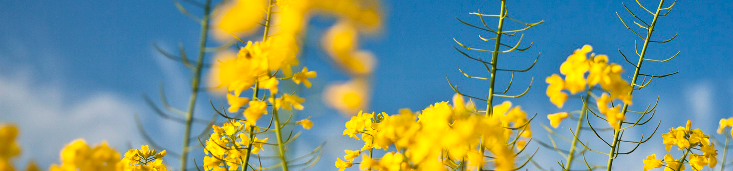 Yellow flowers representing sustainability